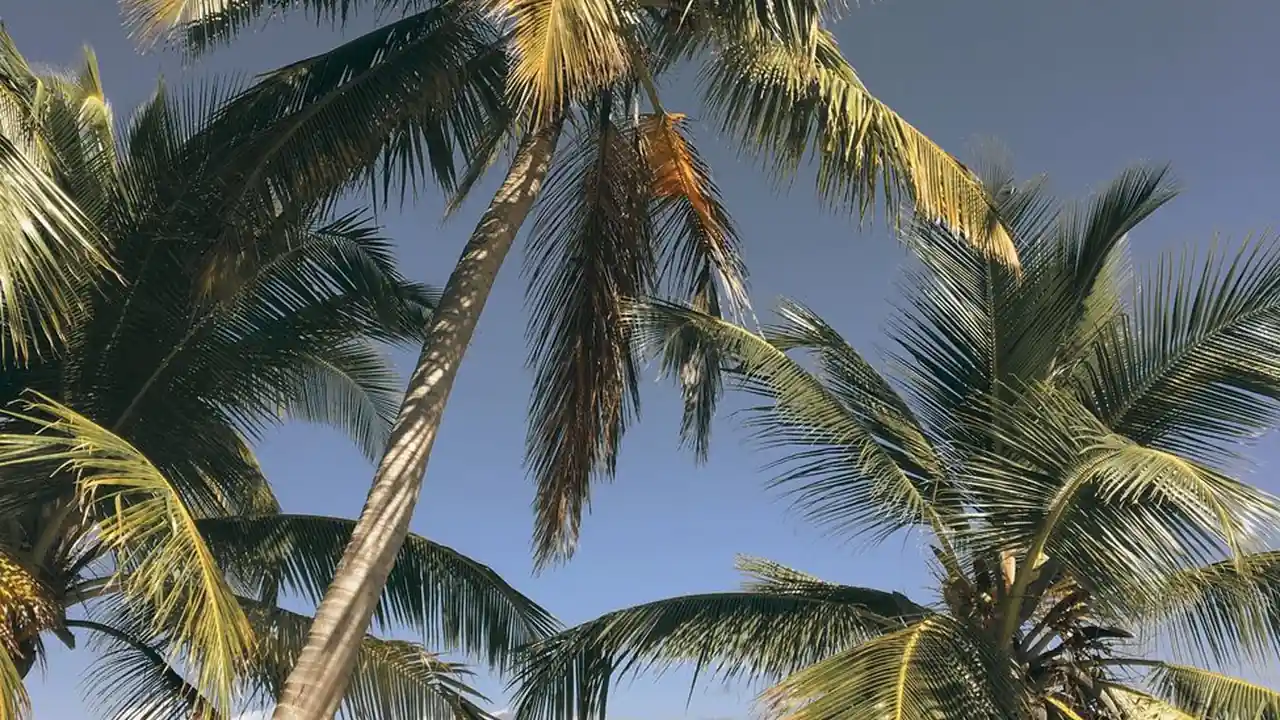 偷拍直播链接隐私与技术的边界探讨
